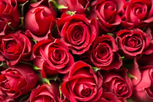 Valentine day roses